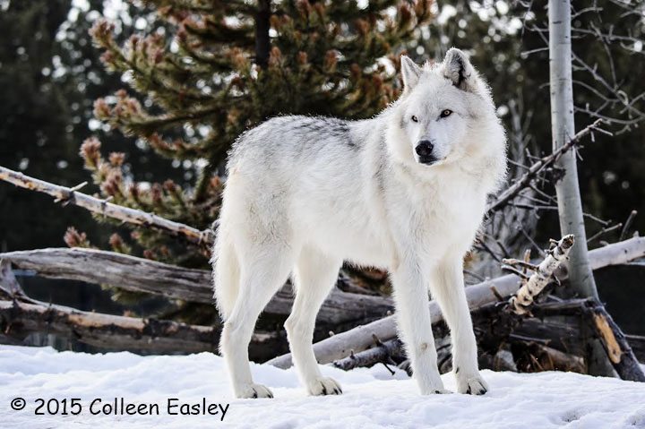 1504-3rd-Place-Wildlife-Beautiful-White-Wolf-by-Colleen-Easley.jpg