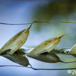 1st Place Plant Life - Seed Pods In Water by Sil Malalan