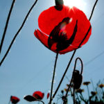 3rd Place Plant Life - Red Poppy in Greece by Jan Landis