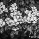 1st Place Plant Life - Dogwood by Tim Morton