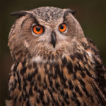 1st Place Wildlife - Eurasian Owl by Jim Heern