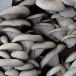 2nd Place Plant Life - Fungus Amungus by Charles Hillestad