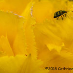 3rd Place Plant Life - Tiptoe Through the Tulips by Cathrine McKeon