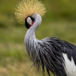 3rd Place Wildlife - Crown Crane by Sylvia Hosie