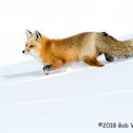 3rd Place Wildlife - Foxtrot by Bob Ward