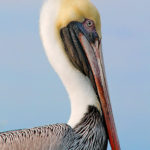 3rd Place Wildlife - Pelican Pose by Kim Cuc Tran