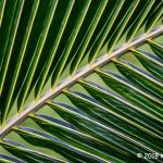 1st Place Plant Life - Palm Pattern by Kim Cuc Tran
