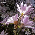 1st Place Plant Life - Rosy Star Magnolia by Trygve Steen