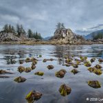 1st Place Scenic - Wild Island with Bull Kelp by Lynn Fox