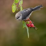 1st Place Wildlife - Bush Tit on Wild Rose by David Schoen