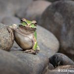 1st Place Wildlife - Just Chill'n by Nancy Harbert