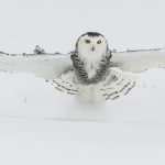 1st Place Wildlife - White Ghost of the North by Barb Rumer