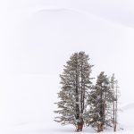 1st Place & People's Choice Scenic - Lone Trees in Snow by Andrew Lee