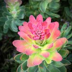 2nd Place Plant life - Protea at Kirstenbosch by Kimberly Milne