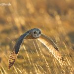 2nd Place Wildlife - Fly By by Rich Eltrich