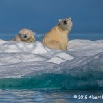 2nd Place Wildlife - Nunavut Polar Bears by Albert Ryckman