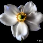 3rd Place Plant Life - White Anemone by Sil Malalan