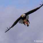 3rd Place Wildlife - Bald Eagle by Bob Henry