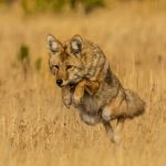 3rd Place Wildlife - Dancing Coyote by Barb Rumer