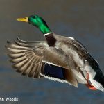 3rd Place Wildlife - Mallard Take Off by John Woods