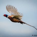 3rd Place Wildlife - Pheasant by Greg Giesy