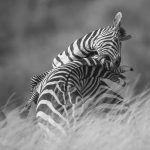 People's Choice Wildlife - Fighting Zebras by Albert Ryckman
