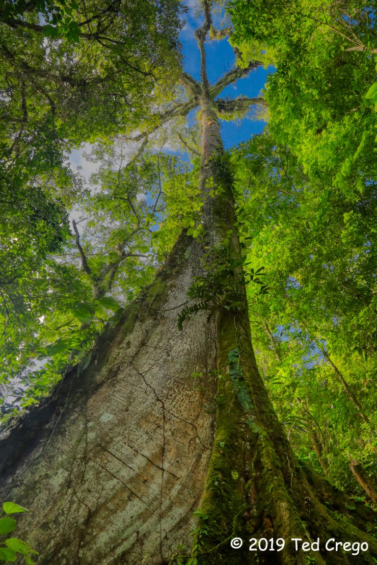 1st Place Plant Life Costa Rican Tree by Ted Crego Nature