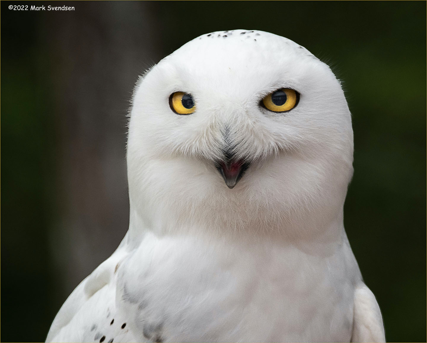 Score 82 – Snowy Owl by Mark Svendsen | Nature Photographers of the ...